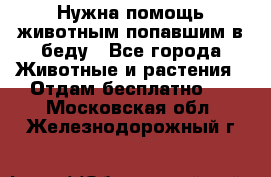 Нужна помощь животным попавшим в беду - Все города Животные и растения » Отдам бесплатно   . Московская обл.,Железнодорожный г.